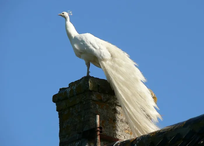 Couette-café D'hôtes 